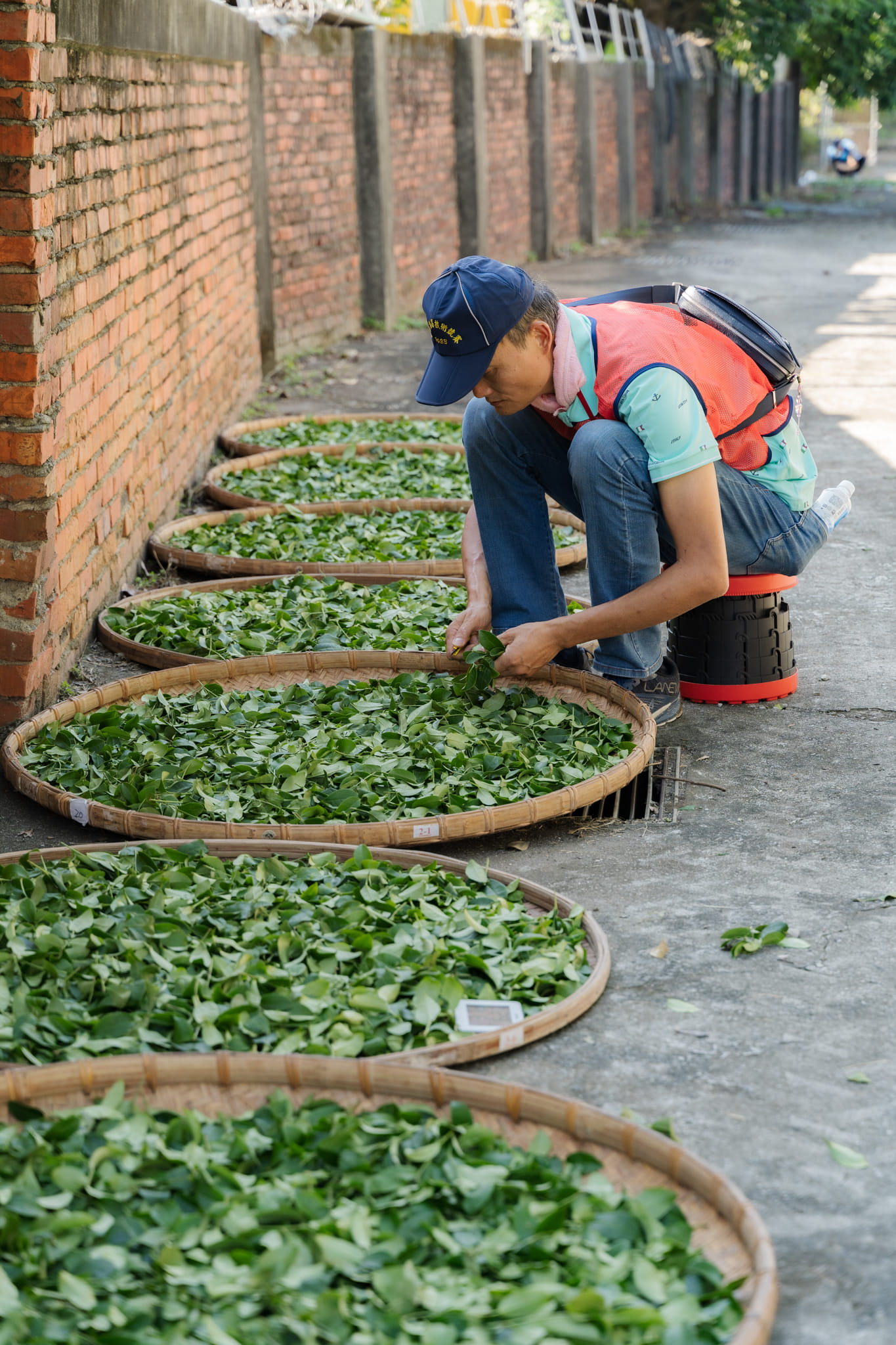 王翰揚榮獲2023年全國部分發酵茶製茶競賽條形組_亞軍