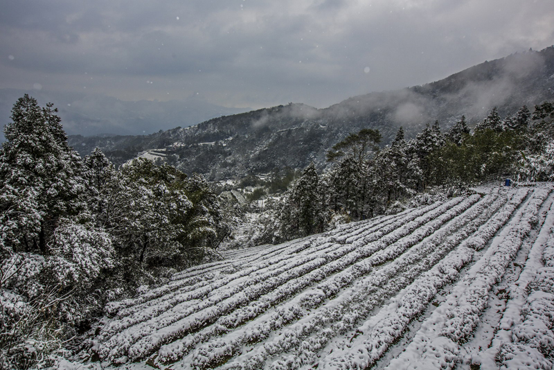 潘虹宜-茶園雪景