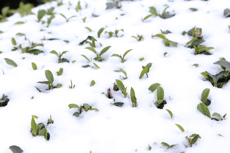 陳英傑-瑞雪X豐年