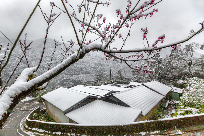 利勝章-白雪皚皚