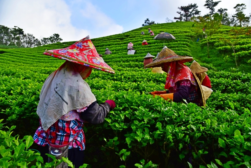 王其榕-手工採茶