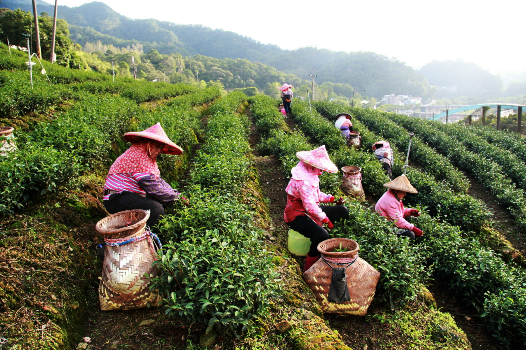採茶(趙順景)