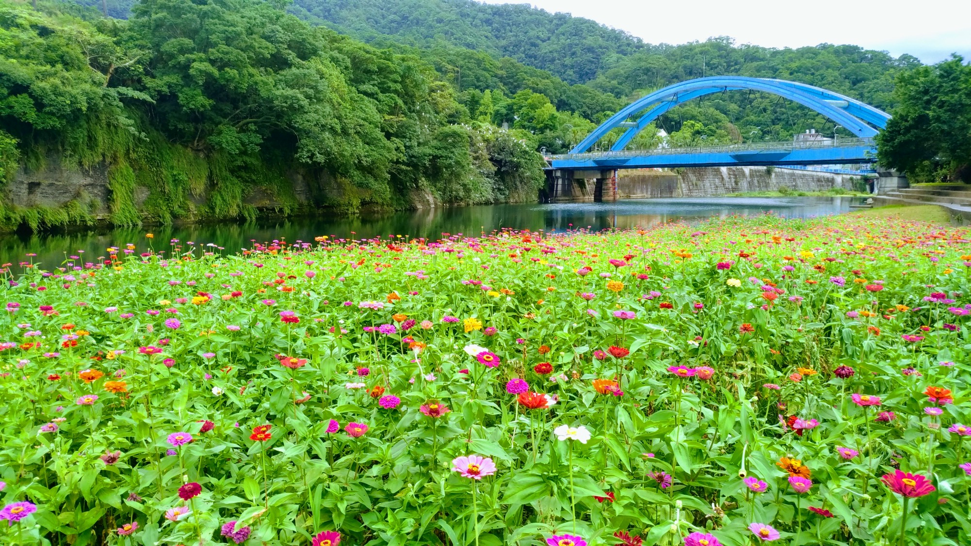 河濱公園花海(劉泰來)