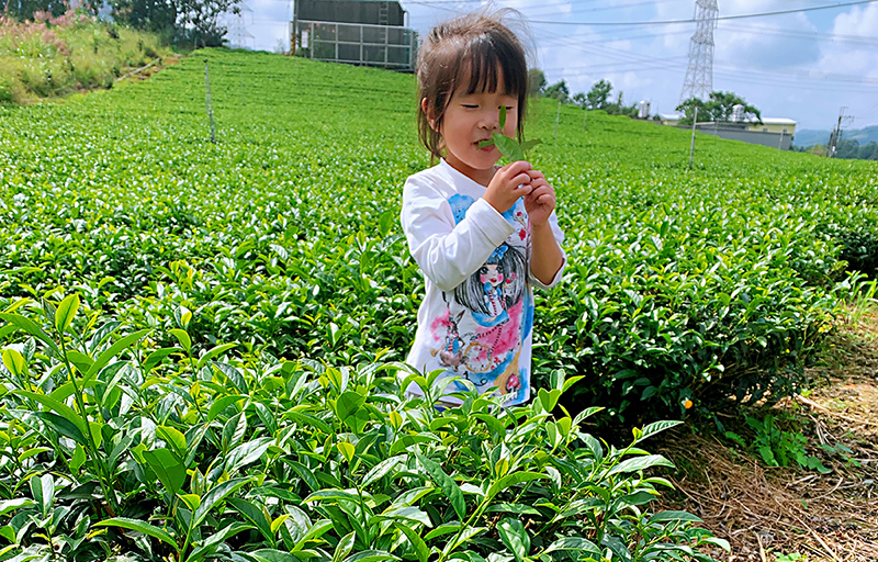 身在茶鄉聞茶香-施素玫