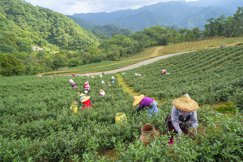 C人物類-佳作-採茶趣-陳紫晴