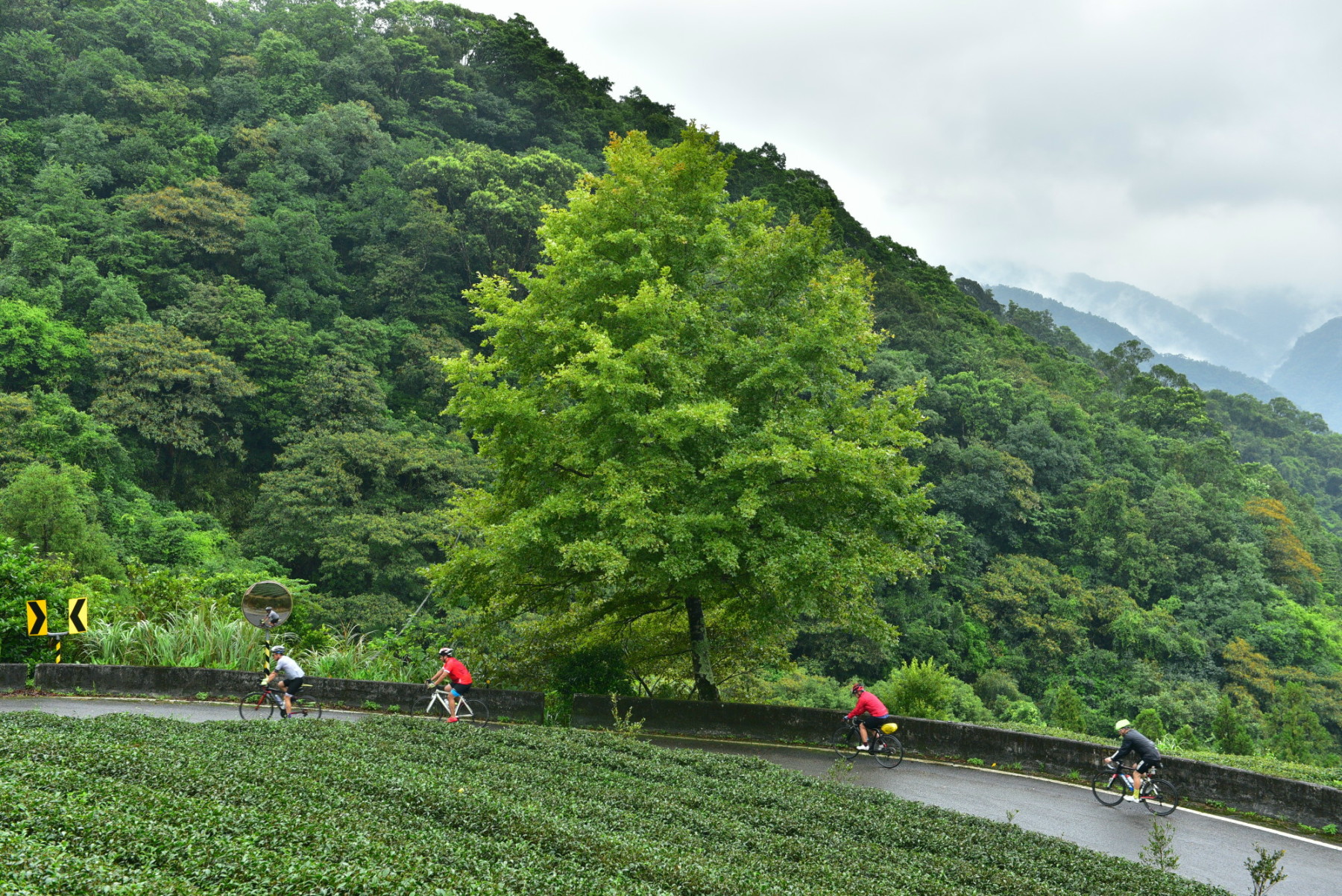 茶鄉之美(陳美錡)
