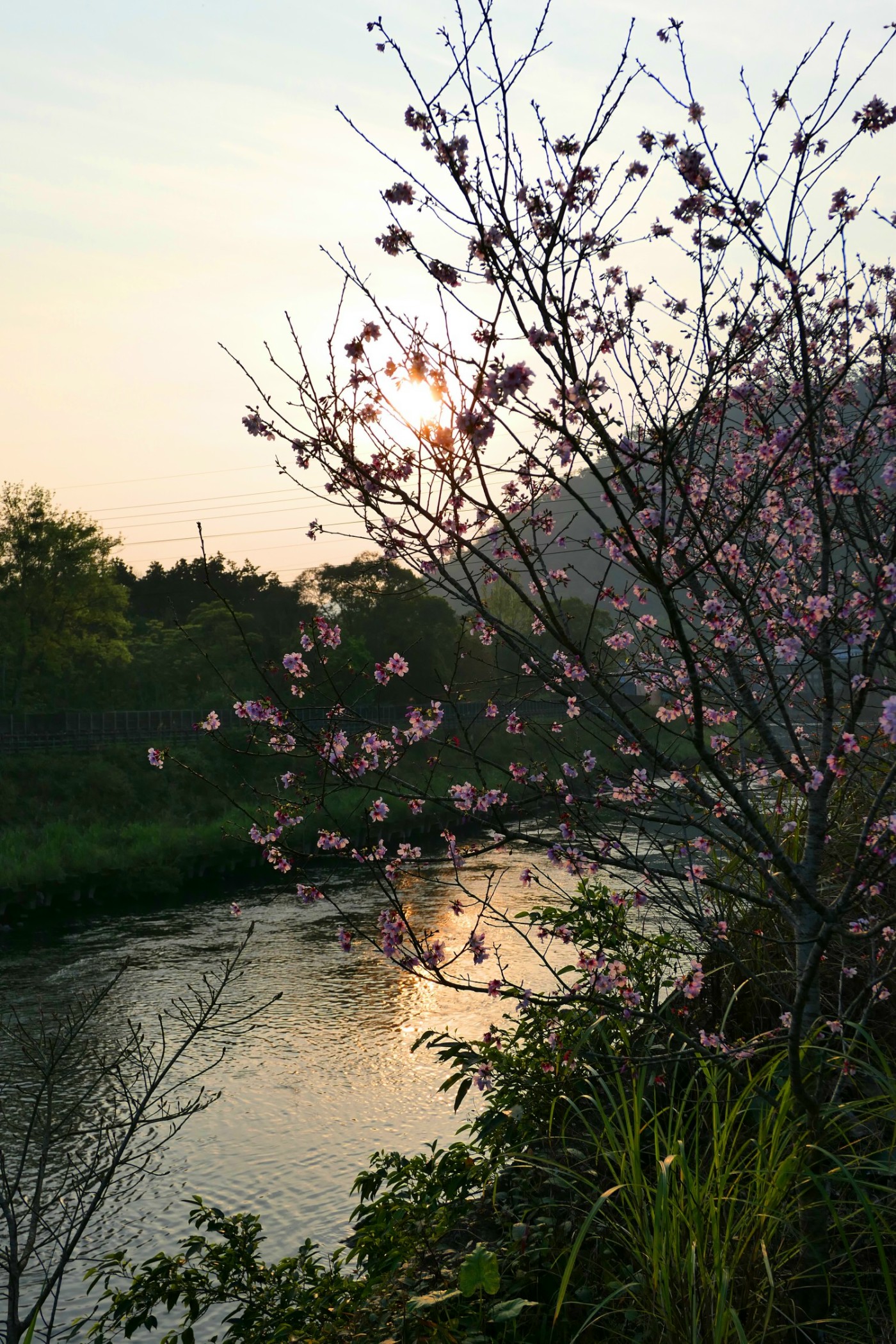 溪畔夕陽櫻花紅(林鳳英)