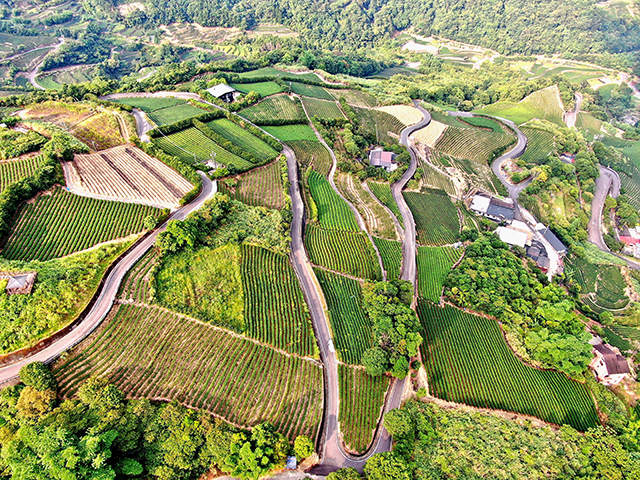 B空拍-網路人氣獎-坪林茶園之美2-徐啟衡
