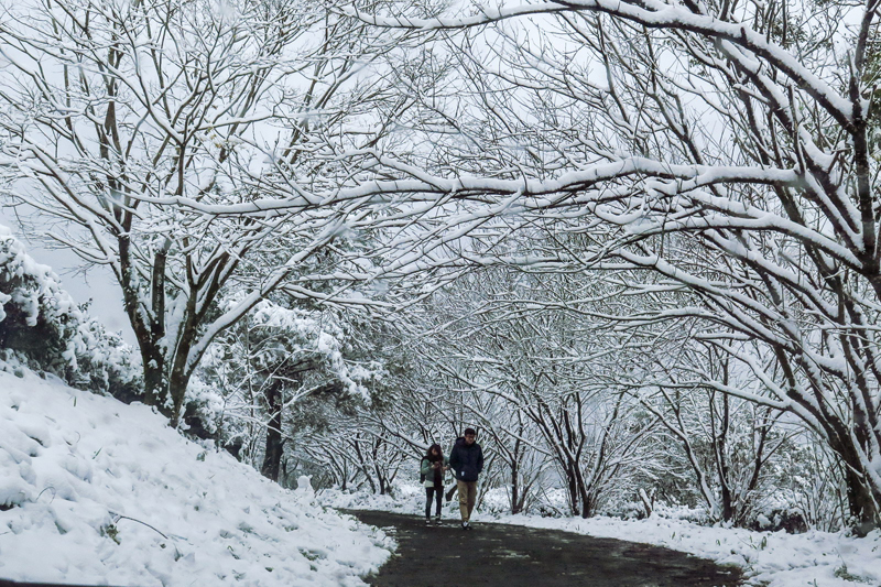 詹文娟-漫步在雪中