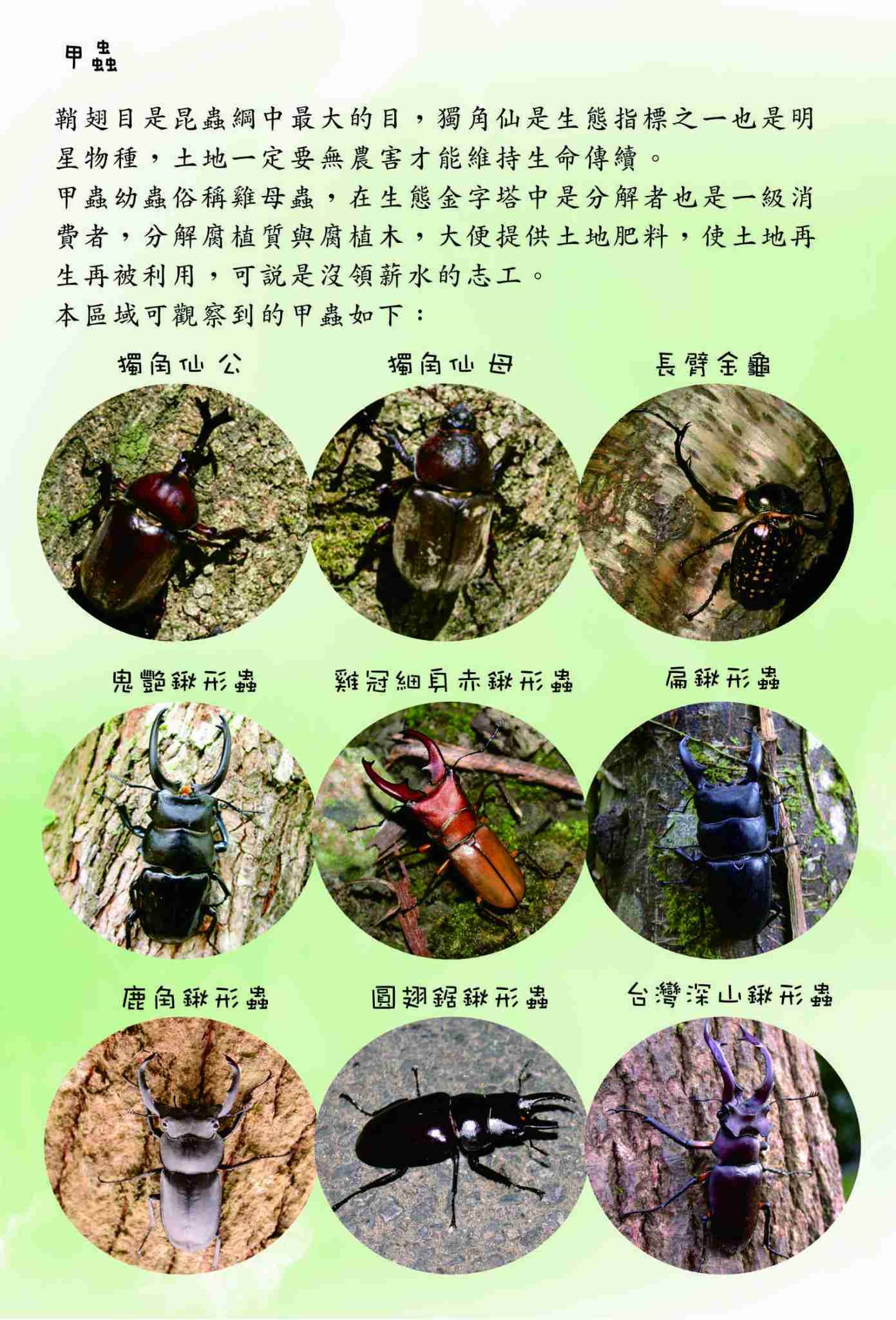 生態園區甲蟲介紹
