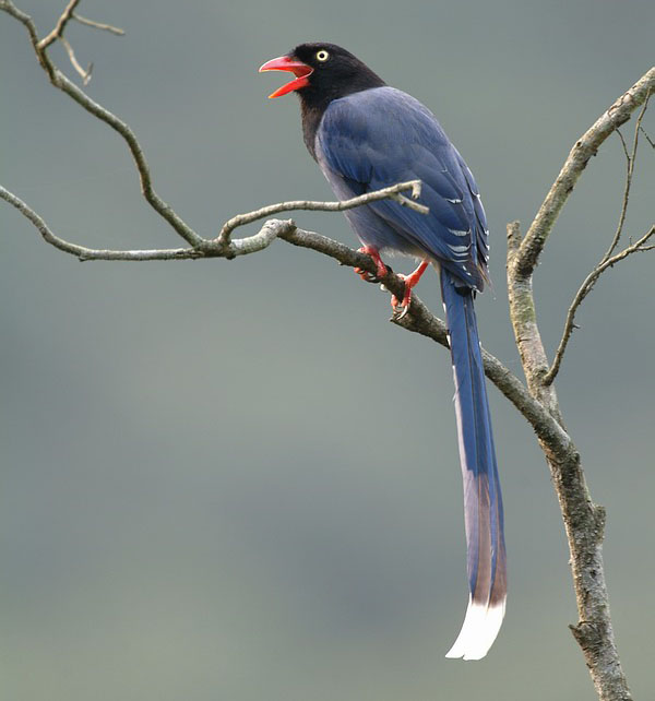 台灣藍鵲照片