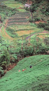 大粗山茶園